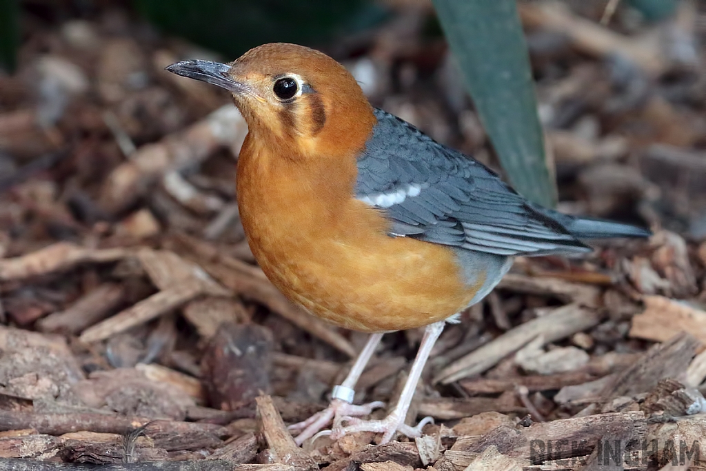 Orange-Headed Ground Thrush