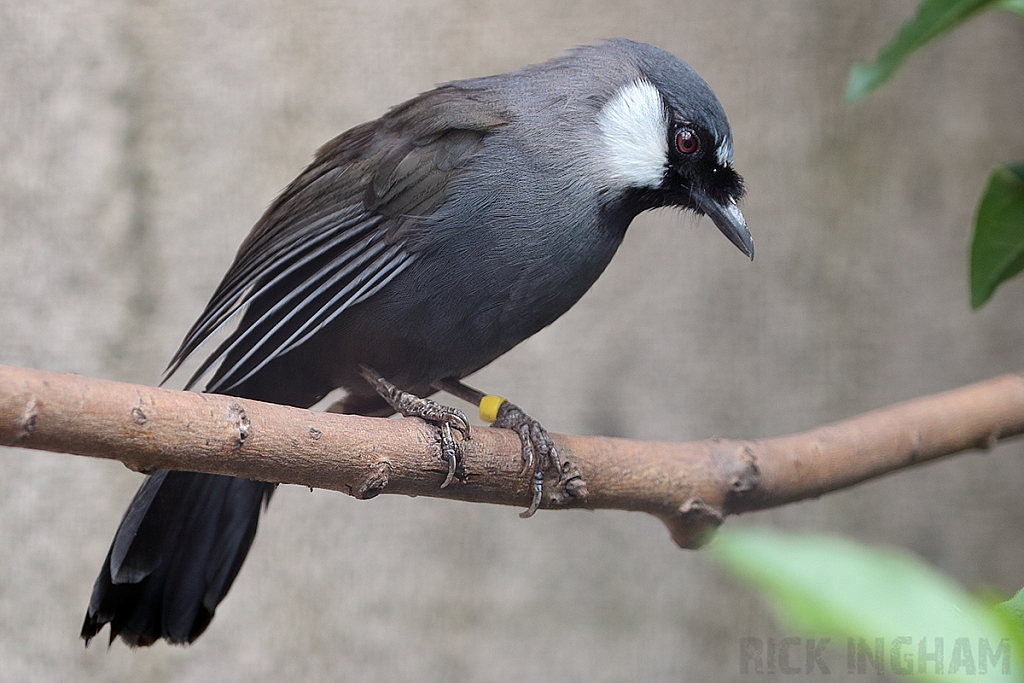 Black Throated Laughing Thrush