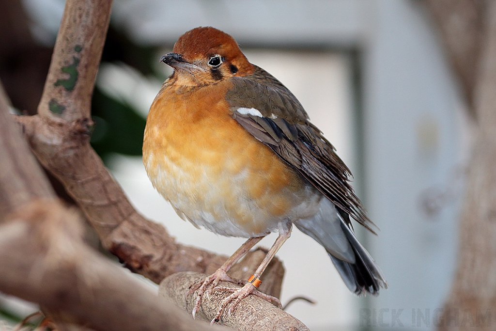 Orange-Headed Ground Thrush