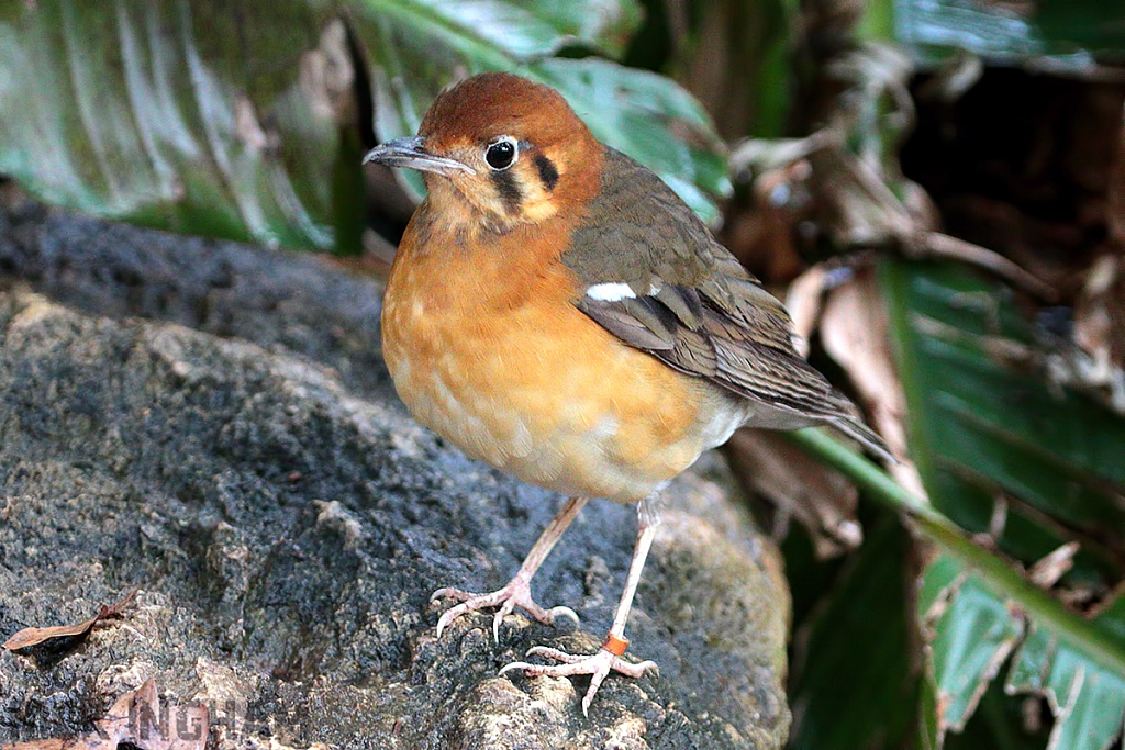 Orange-Headed Ground Thrush