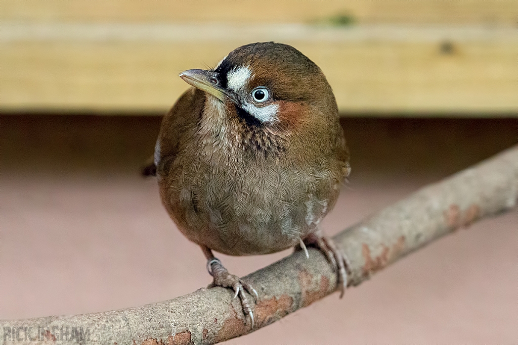 Moustached Laughingthrush