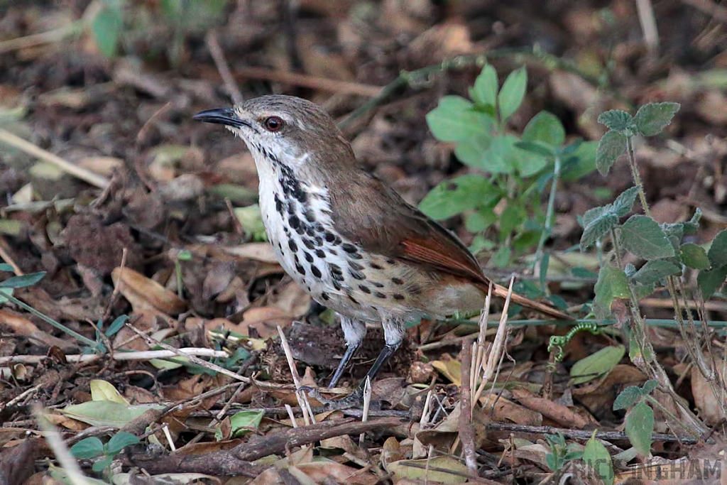 Spotted Morning Thrush