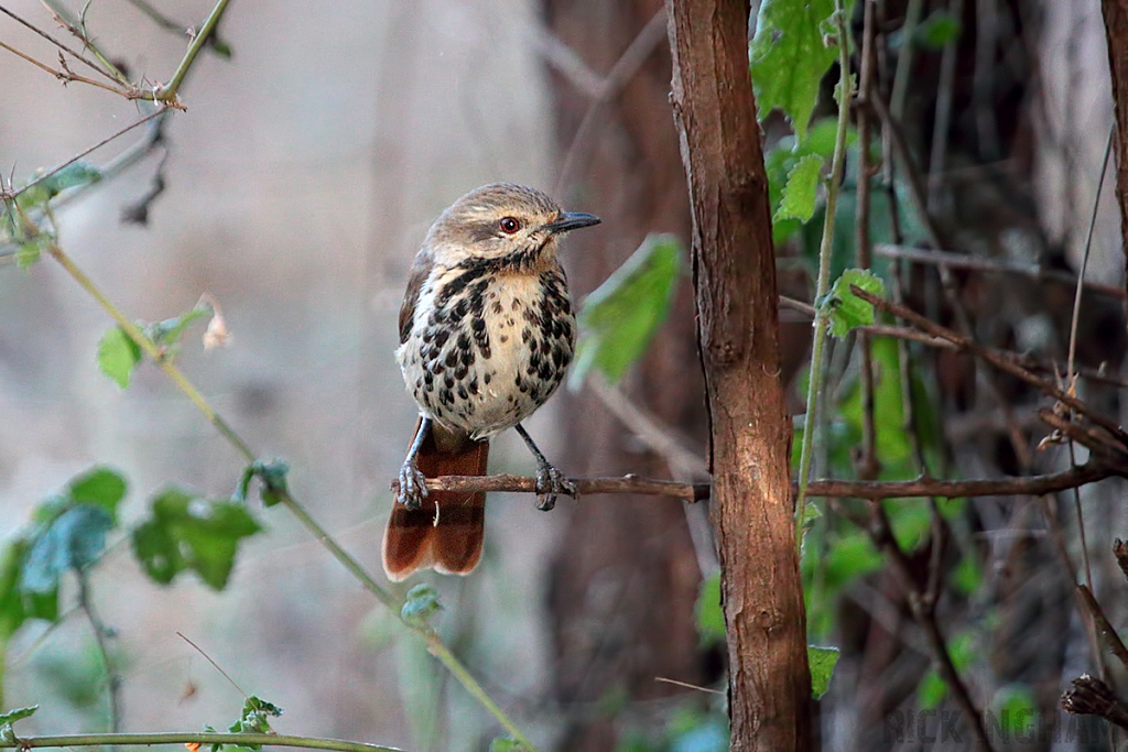 Spotted Palm Thrush