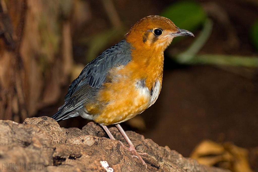 Orange-Headed Ground Thrush