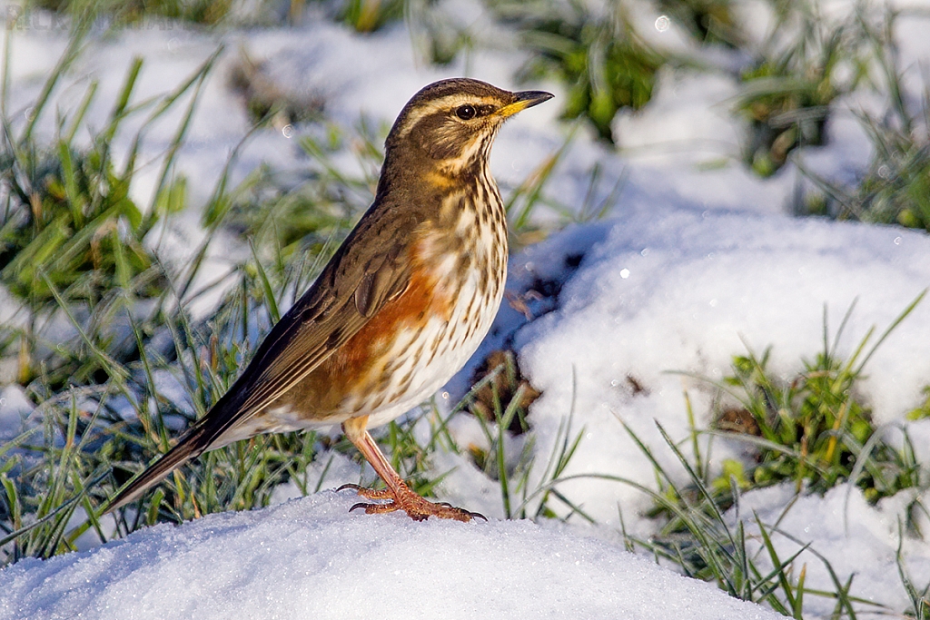 Redwing