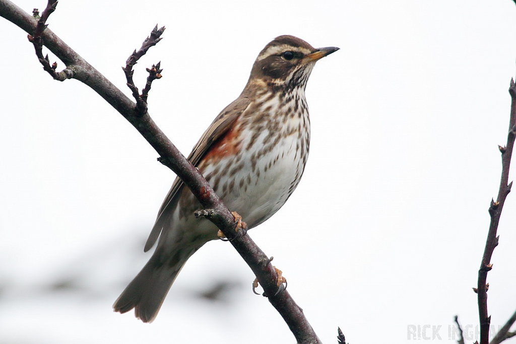 Redwing