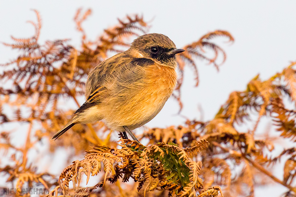 Stonechat