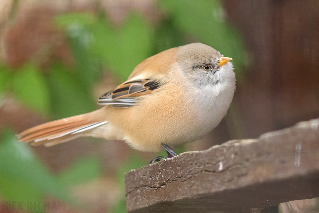 Bearded Tit | Female