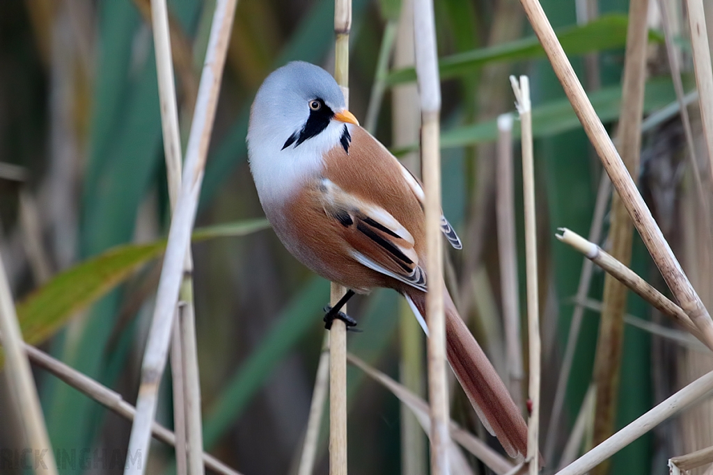 Bearded Tit | Male