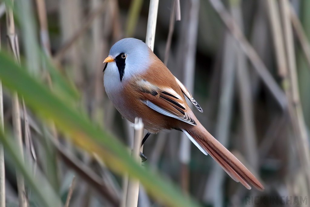 Bearded Tit | Male