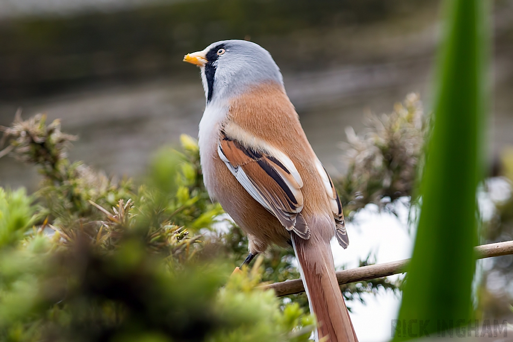 Bearded Tit | Male