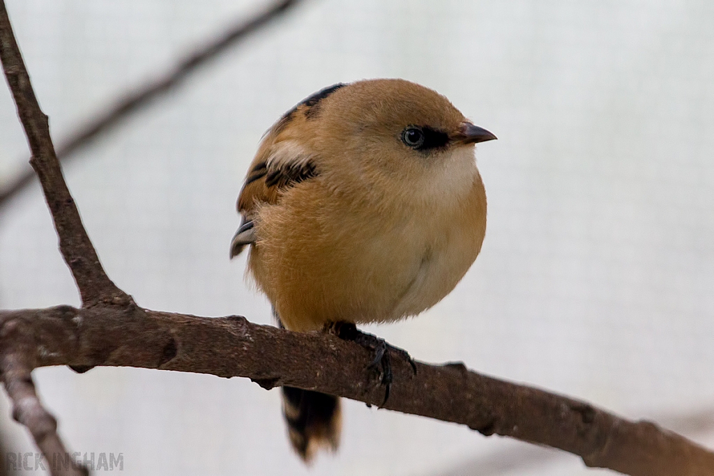 Bearded Tit | juvenile Female