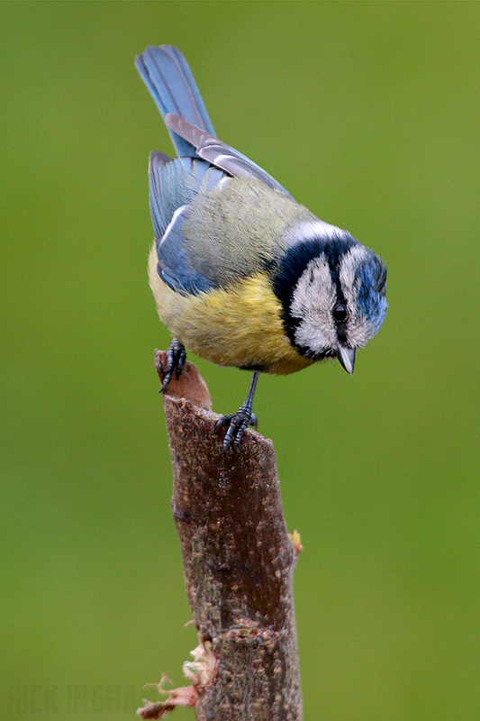 Blue Tit