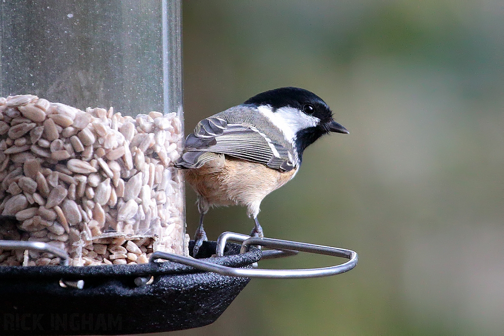 Coal Tit