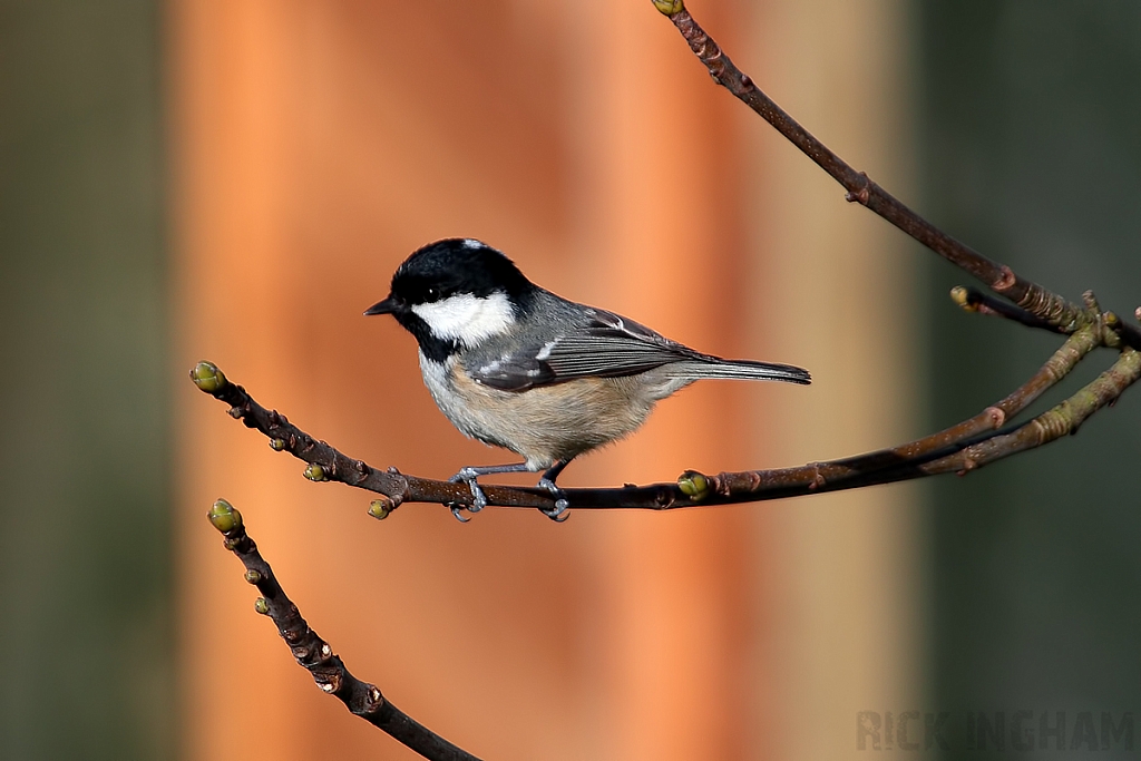 Coal Tit