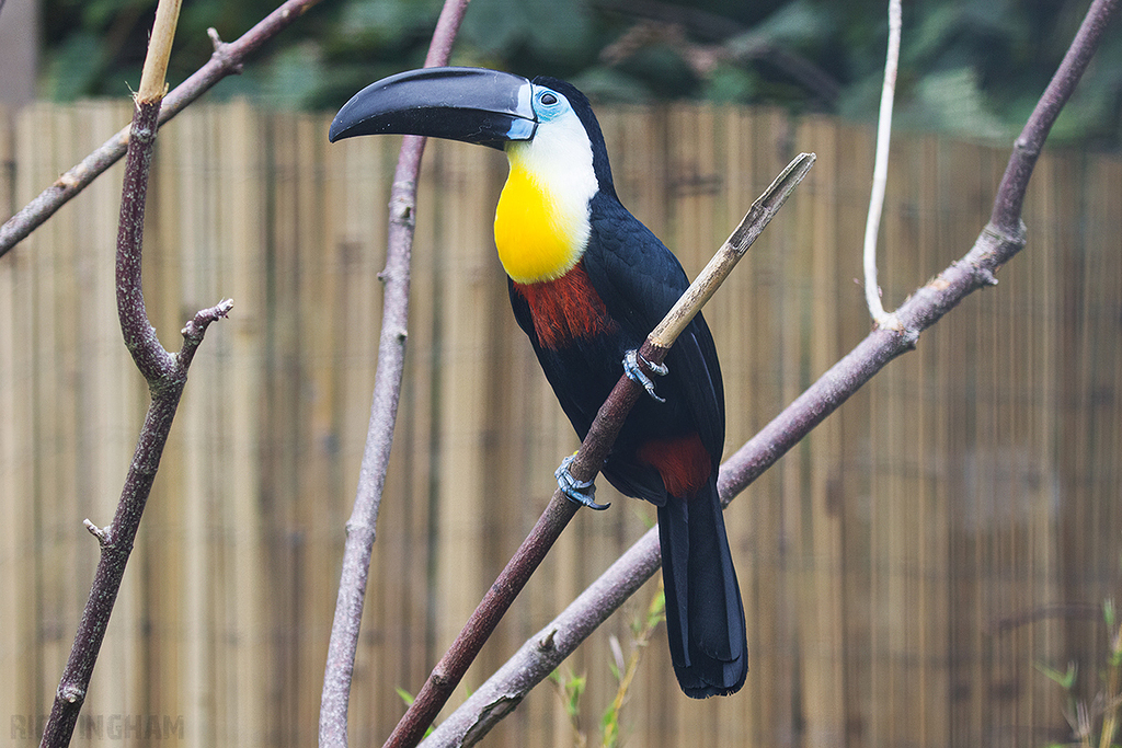 Channel-billed toucan