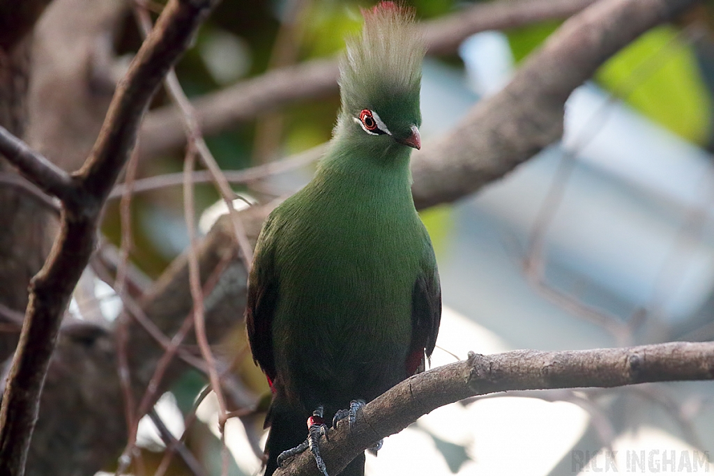 Green Turaco