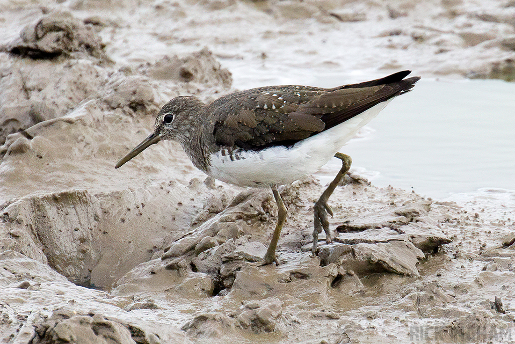 Green Sandpiper