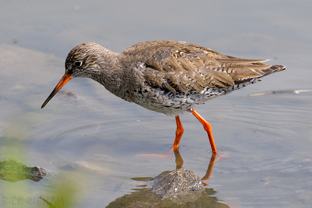 Common Redshank