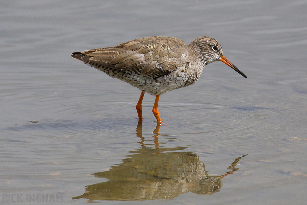 Common Redshank