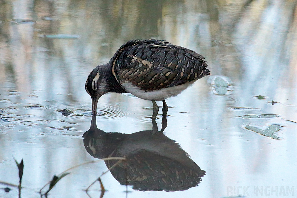 Greater Painted Snipe