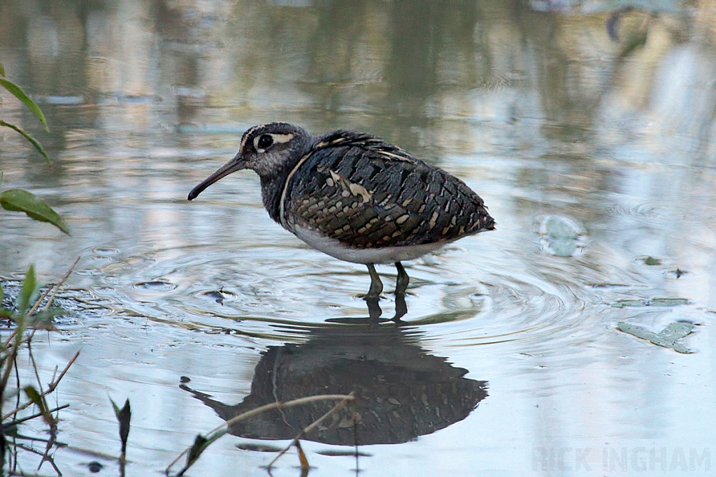 Greater Painted Snipe