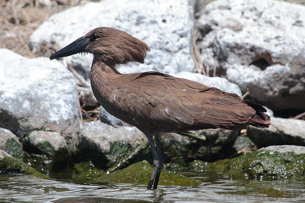 Hammerkop