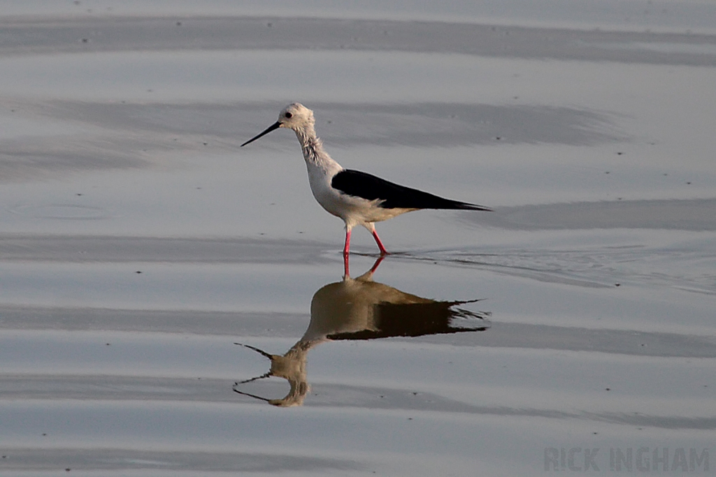 Black Winged Stilt