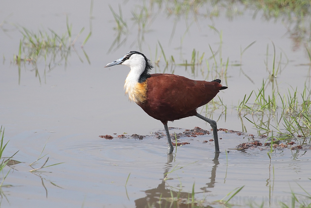 African Jacana