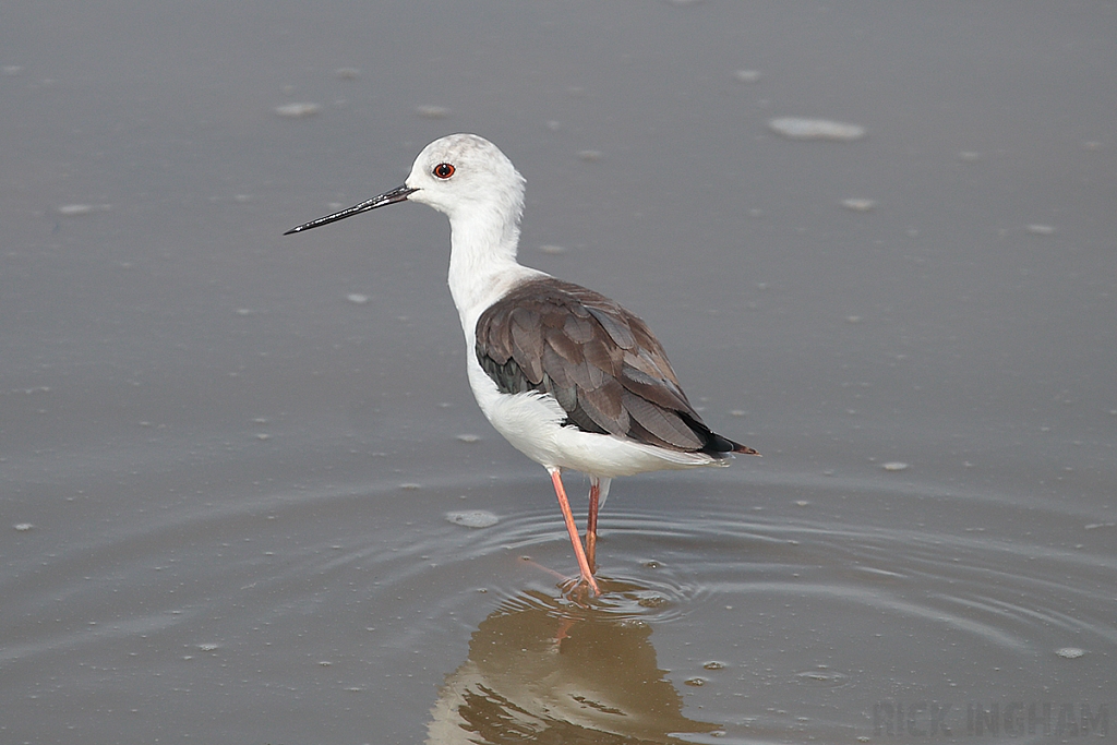 Black Winged Stilt