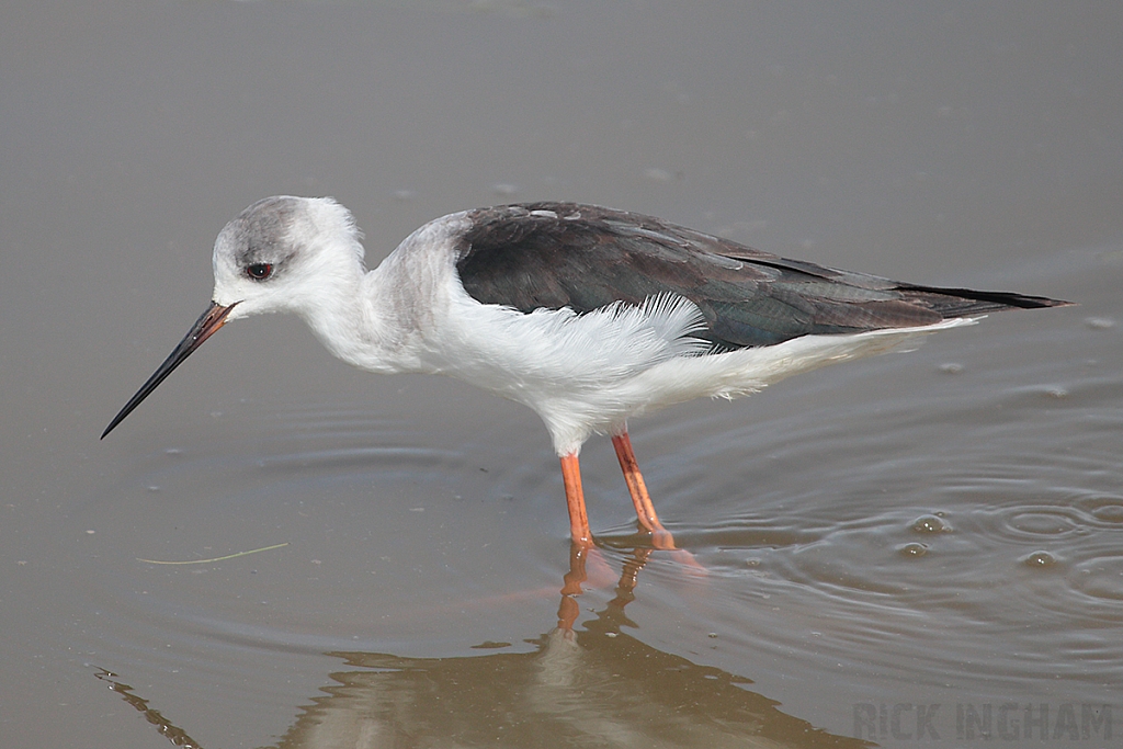 Black Winged Stilt