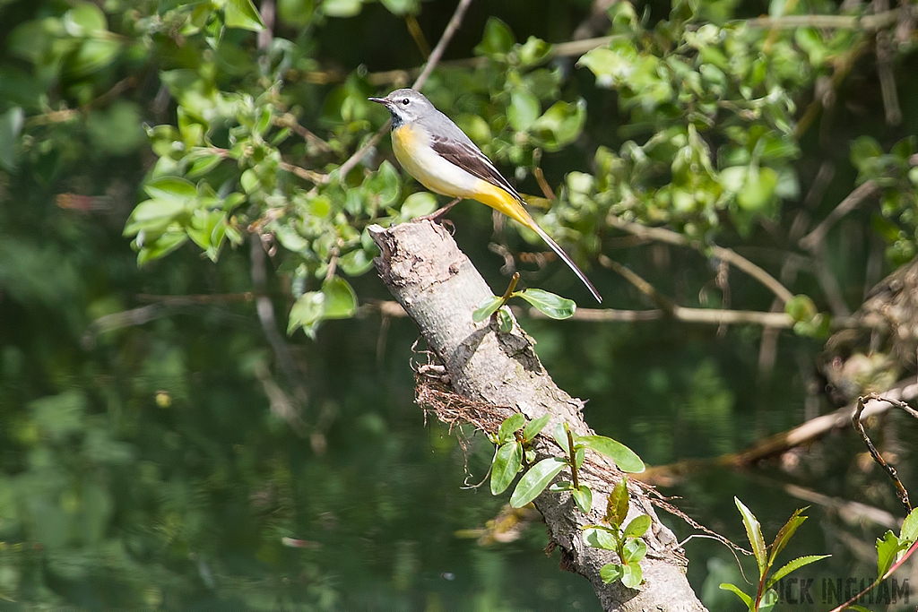 Grey Wagtail