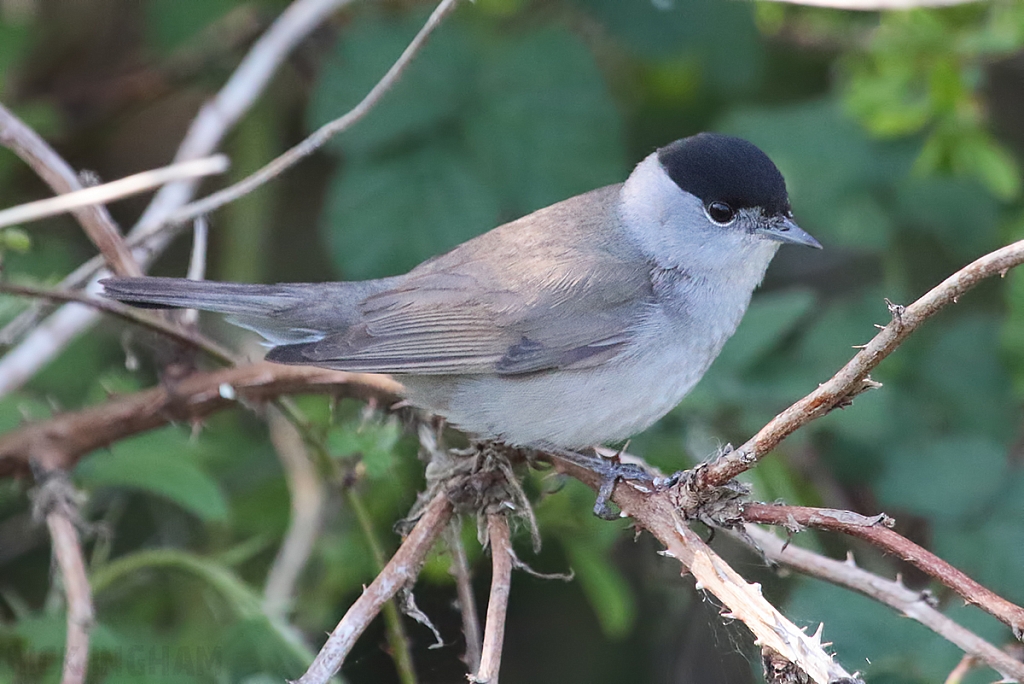 Black Cap | Male