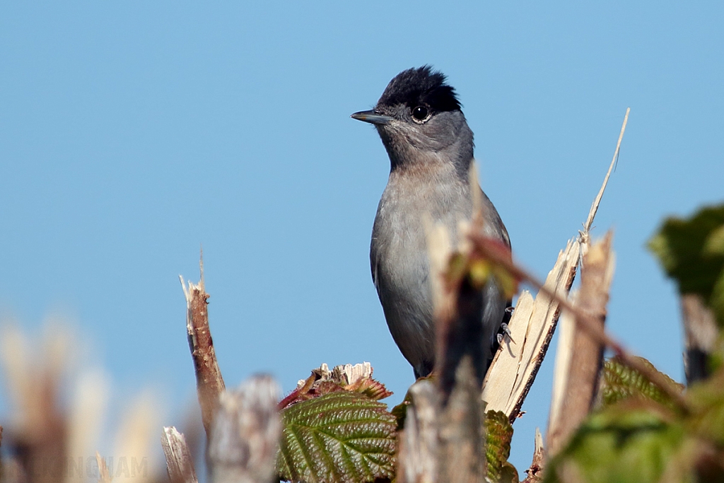 Black Cap | Male