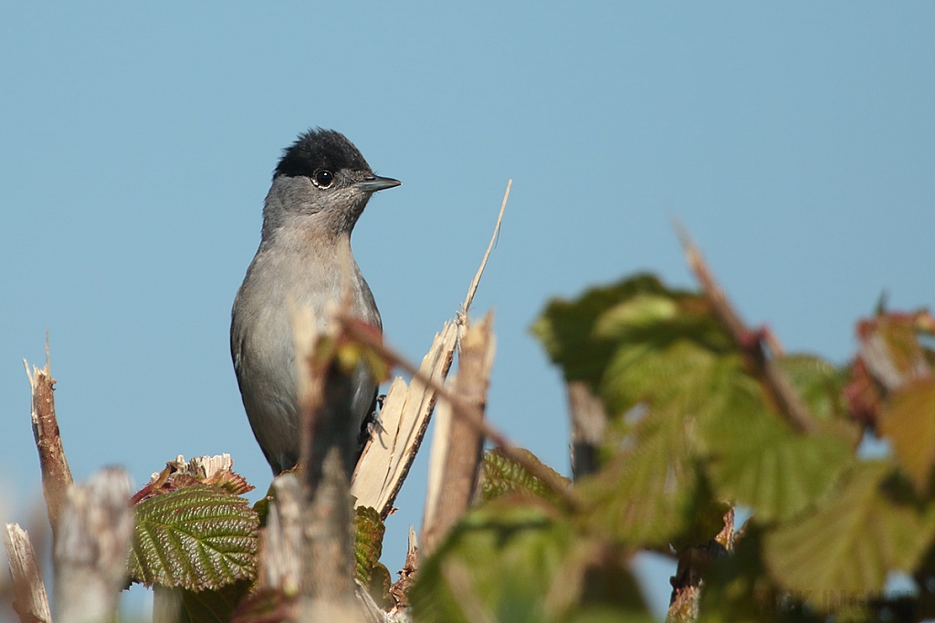 Black Cap | Male