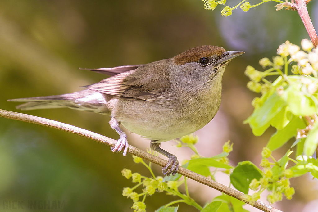 Black Cap | Female