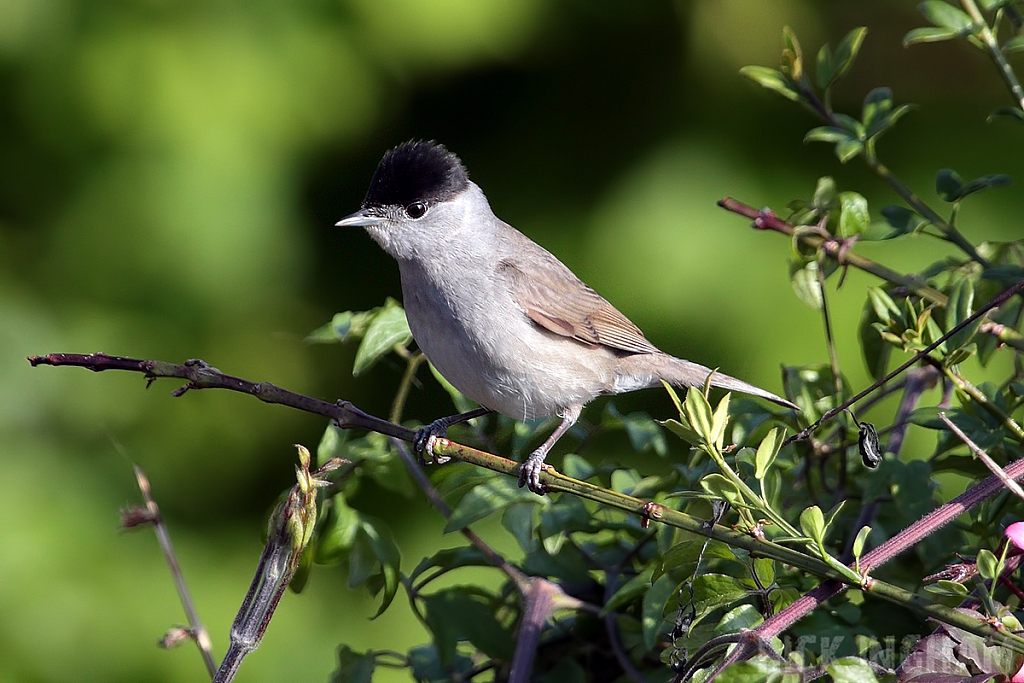 Black Cap | Male