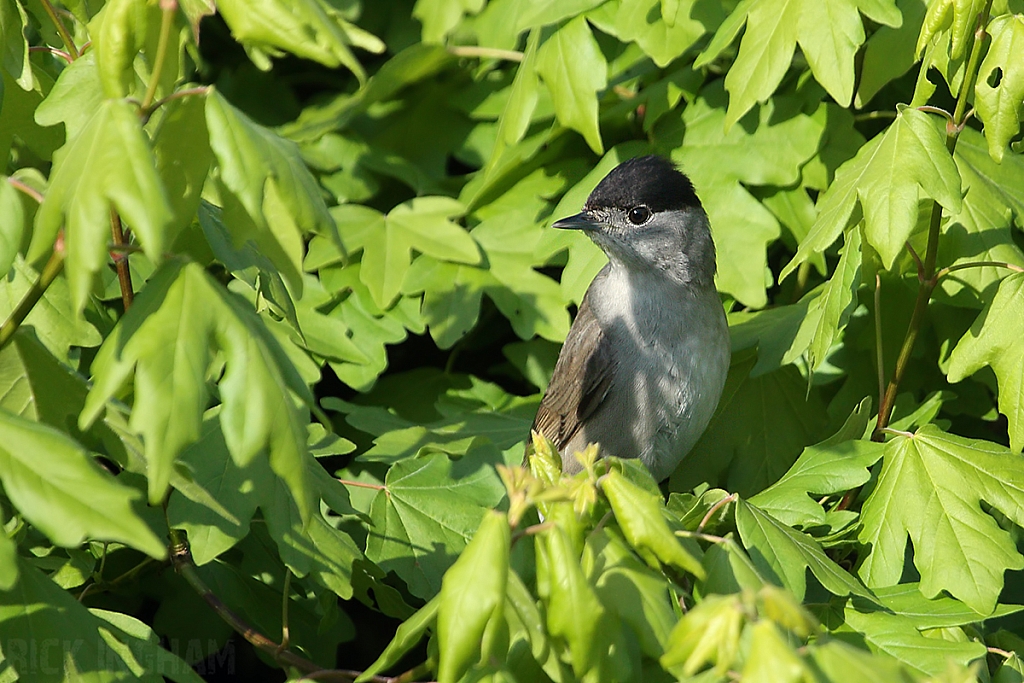 Black Cap | Male