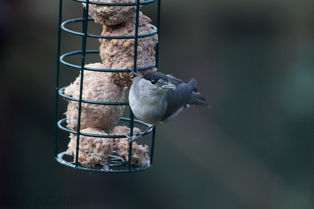 Blackcap