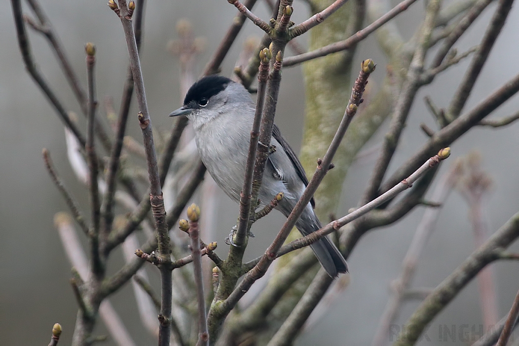 Blackcap