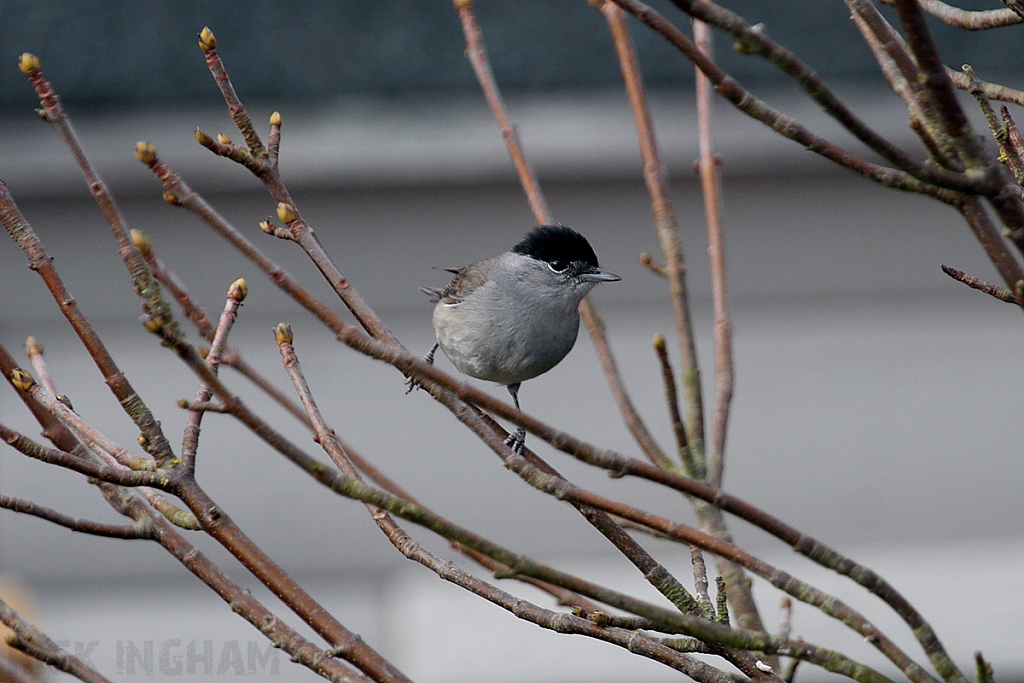 Blackcap