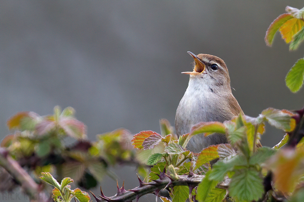 Cetti's Warbler