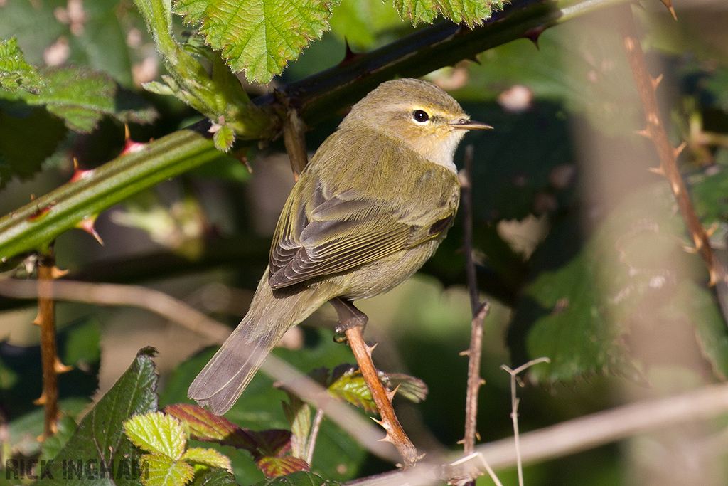 Common Chiffchaff