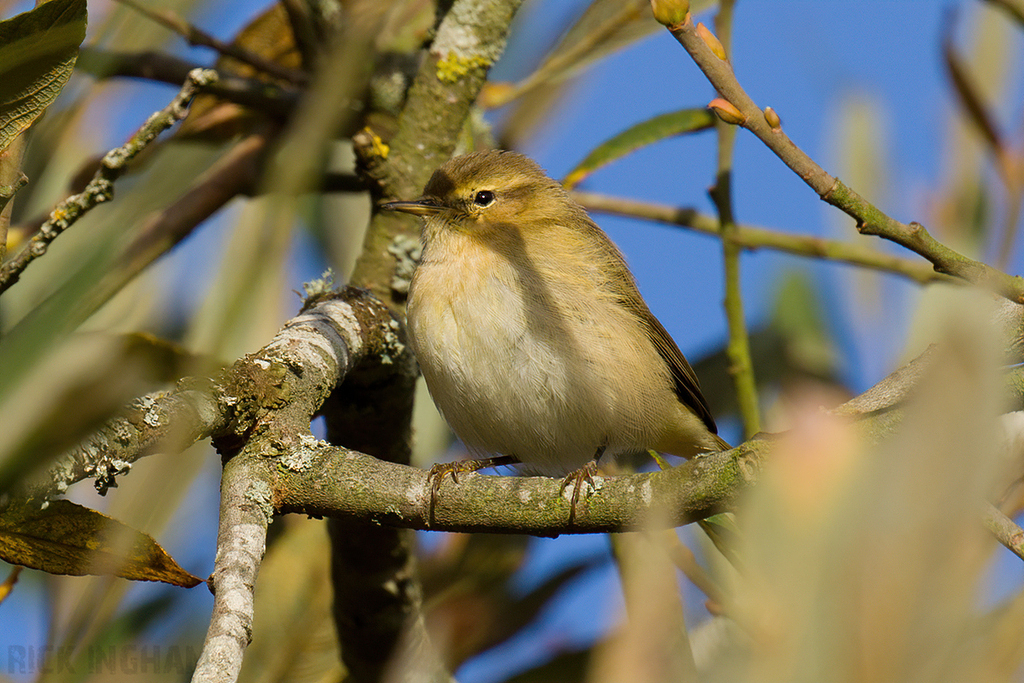Common Chiffchaff