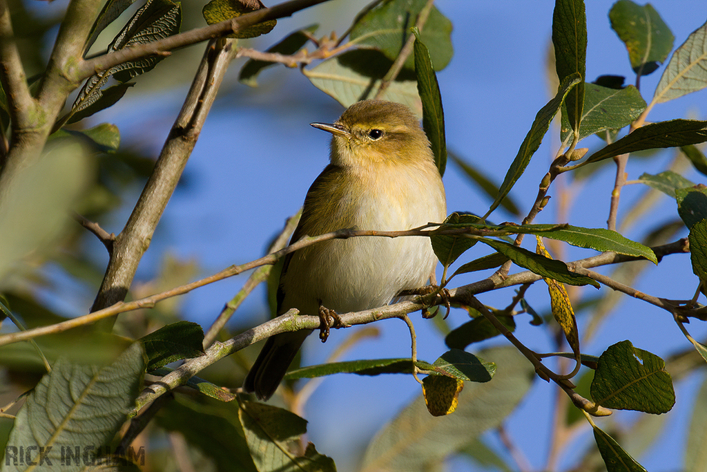 Common Chiffchaff
