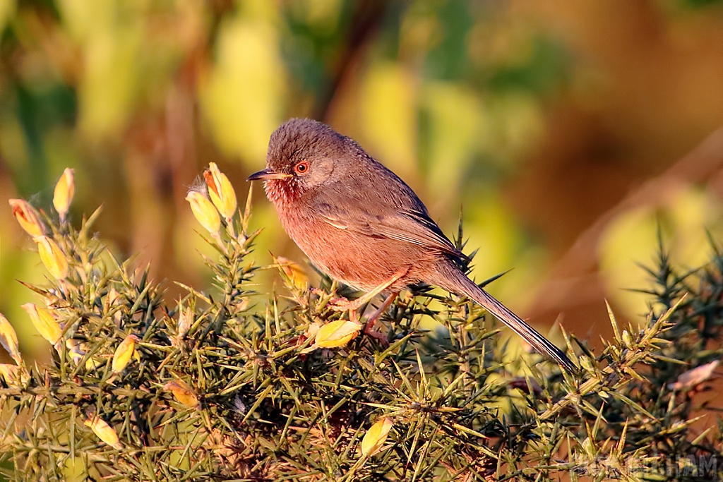 Dartford Warbler