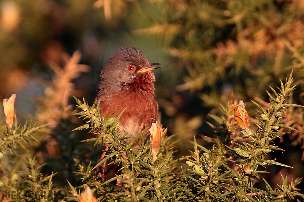 Dartford Warbler