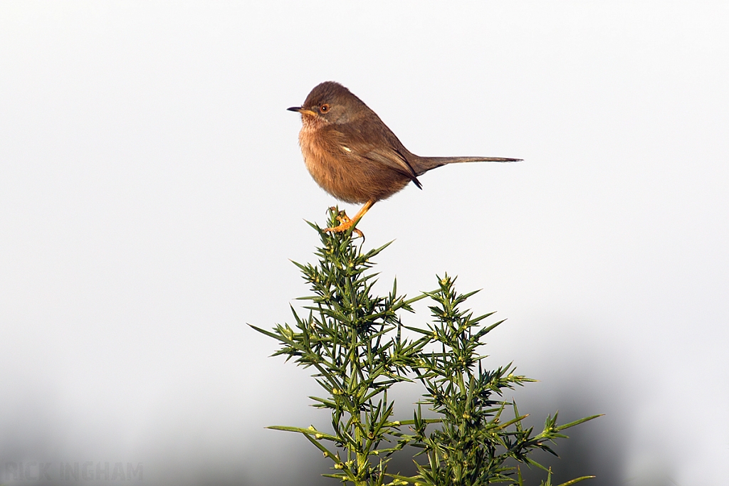 Dartford Warbler