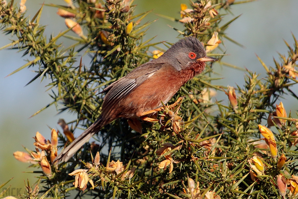 Dartford Warbler