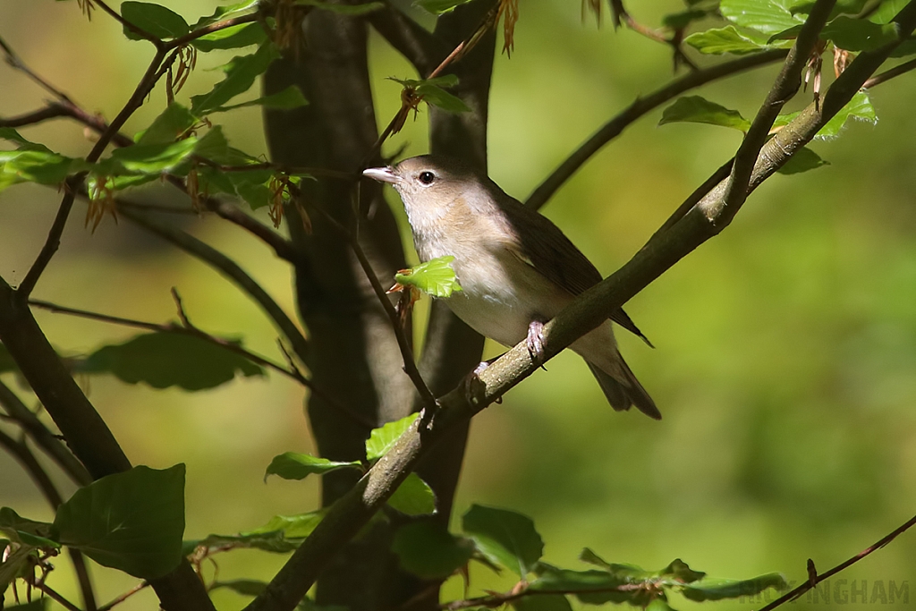 Garden Warbler